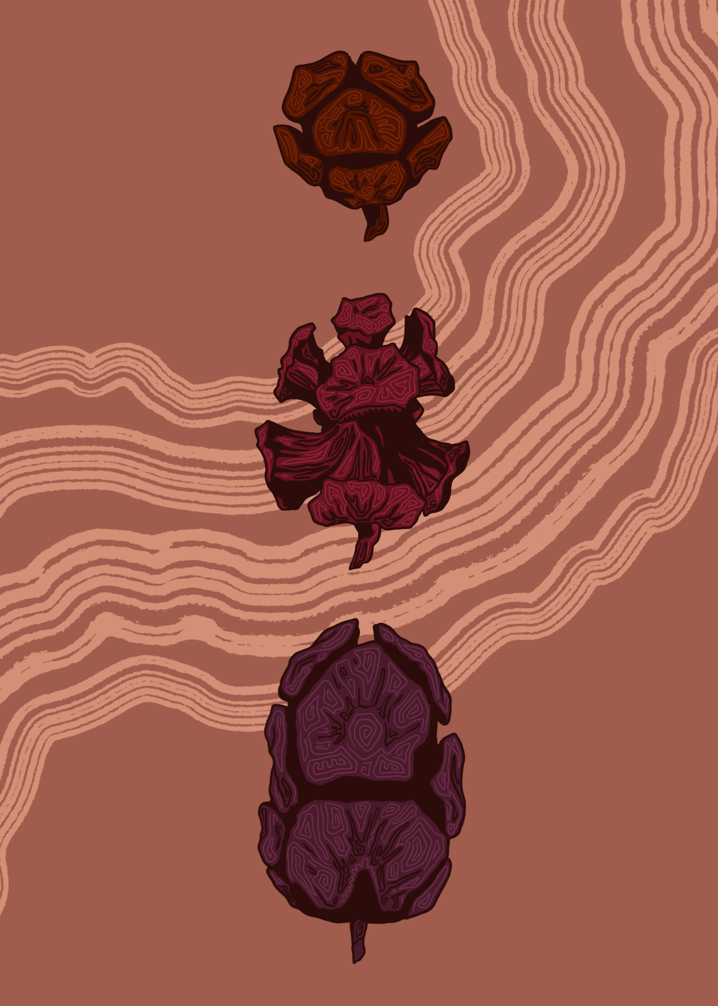 Conifer Cone Illustration